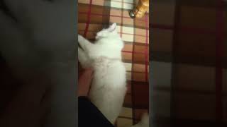 play with turkish angora cats [upl. by Baptista890]