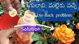 గులాబి మల్లె మొక్కలను Die back problem నుండి కాపాడాలంటే ఇలా చెయ్యండి [upl. by Norrek]