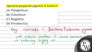 Bacterio purpurine pigment is found in A Thiospirillum B Chlorobium C Beggiatoa D Ferrob [upl. by Cioban]