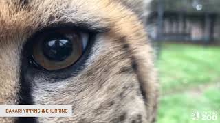 Cheetah Awareness Day  Vocalizations [upl. by Suchta558]