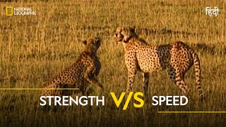 Strength VS Speed  Animal Fight Club  हिन्दी  Full Episode  S1  E8  National Geographic [upl. by Aicatsue]