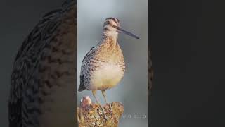 common snipe flying sound common snipe sound common snipe call night common snipe drummin bird [upl. by Adoree]