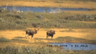 Moose Hunt Newfoundland Canada [upl. by Agosto]