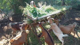 GOAT FARMING IN JAMAICA 2023  ETHIC BOSS amp SISTER PETRA  STEPS TO TAKE WHEN STARTING A GOAT FARM [upl. by Corliss]