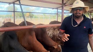 How to feed 1200 cattle yr in a dry areacattle feedlot [upl. by Nirret]