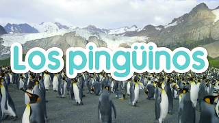 Los Pingüinos para niños en Español con vídeos [upl. by Suk40]