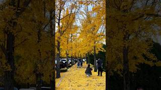 요즘 거리를 환하게 하는 은행단풍 단풍구경 가을여행 travel autumn [upl. by Ntsuj830]