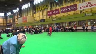 Crufts 2016  Keeshond breed judging [upl. by Icat]