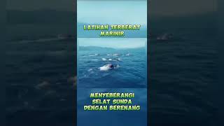 Latihan extrem marinir TNIAL fypシ゚viral tni ffyypp foryou foryourpage marinir [upl. by Natiha638]