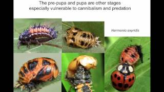 Lady Beetles as Predators of Sugarcane Aphid [upl. by Akimas350]