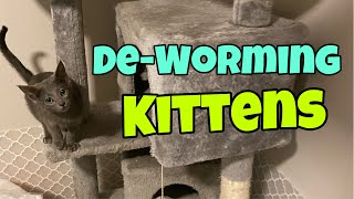 Deworming Kittens [upl. by Adlen]