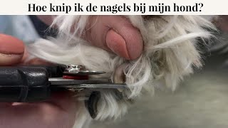 Hoe knip ik de nagels bij mijn hond  Instructievideo [upl. by Lodovico]