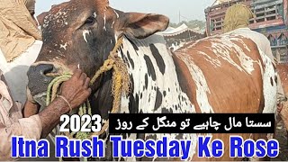 COW Mandi Lahore  sasta Mal kis din milta Hai  Sahiwal cholistani Bachre  Shahpur Kanjra Lahore [upl. by Aihsercal]