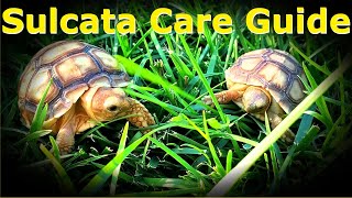 Baby Sulcata Care Guide  Enclosure Baths And Diet  Sulcata Tortoise Animal Highlight Ep 1 [upl. by Euh460]