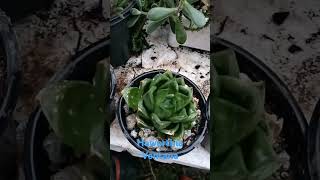 Especie de haworthia ventana [upl. by Cartie]