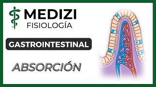 Clase 54 Fisiología Gastrointestinal  Absorción en el tubo digestivo IGdoctorpaiva [upl. by Aaron]