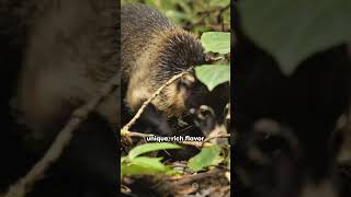 Civet Coffee The Worlds Most Expensive Coffee fascinatingfacts shortvideo [upl. by Kris]