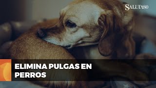 ✅ Guía rápida para ELIMINAR pulgas en tu perro  Salud180 🌿 [upl. by Yttisahc]