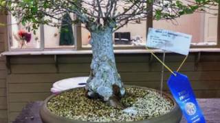 What Trees are Good for Bonsai [upl. by Holcomb350]