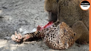 This Baboon Took Revenge on The Leopards Mother [upl. by Hadias377]