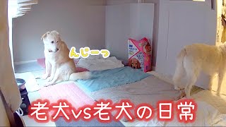 【15歳14歳犬】倒れた老犬を放置するのは。。。 [upl. by Isaiah]