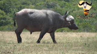 Kaffernbüffel oder Afrikanischer Büffel im 24000 ha Jagdrevier [upl. by Ahsinal]