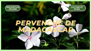 La Pervenche de Madagascar vegetosphere vinca vivaces vincaflower [upl. by Retloc]