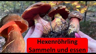 Flockenstieliger Hexenröhrling [upl. by Scoles]