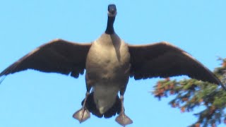 CANADA GEESE  Crazy Take Off [upl. by Akoyn]