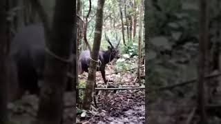 Rusa terkena jerat instrumental rusa borneo hutankalimantan hewanlangka payau payau music [upl. by Bahe]