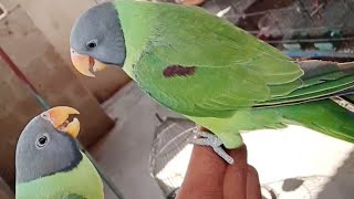 how to confirm Parrots gender in Slaty Headed Parrot pair My Beautiful slaty Headed Parrot pair [upl. by Corb]