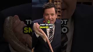 Jimmy Fallons Hilarious Reaction the Legless Lizards 🦎😂 [upl. by Toffic203]