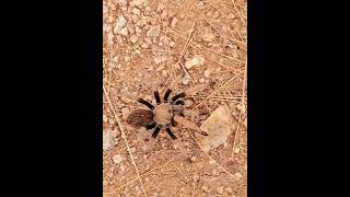 Aphonopelma chalcodes Western desert tarantula Desert blond tarantula Mexican blond tarantula [upl. by Drabeck]