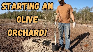 Starting a NEW orchard farming diy olive [upl. by Kettie]