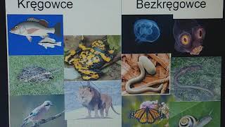 W królestwie zwierząt biologia klasa 6 [upl. by Alvis]