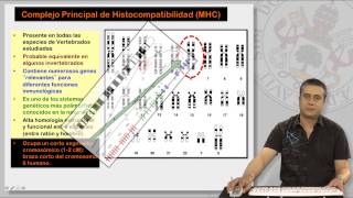 91 EL COMPLEJO PRINCIPAL DE HISTOCOMPATIBILIDAD I [upl. by Clemmy817]