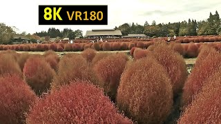 【8K VR180】宮城 みちのく公園 秋 コキア [upl. by Lacagnia988]