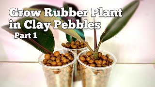 Grow Rubber Plant in LECA Clay Pebbles Part 1 Shorts [upl. by Ailimaj296]