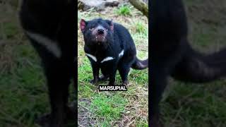 Is the Tasmanian Devil the MOST FEARSOME Marsupial Predator [upl. by Adall]