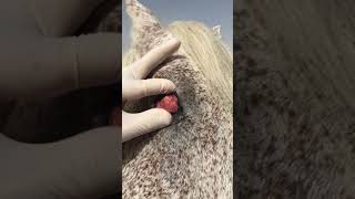 طفيليات الدم في الخيل piroplasmosis [upl. by Ehctav673]