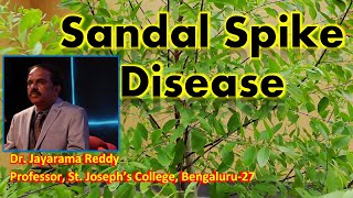 Sandal Spike Disease  Phytoplasma  Dr Jayarama Reddy  St Josephs College  Sandalwood [upl. by Kcyrred]