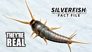 Silverfish Facts Minecraft Hostiles  Animal Fact Files [upl. by Airdnassac]