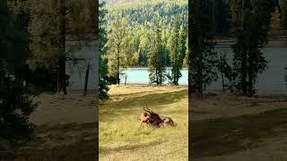 Leopard fights antelope for 300 rounds Animal World [upl. by Tedric382]