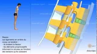 Arthrologie de la colonne vertébrale Les ligaments [upl. by Doughty]