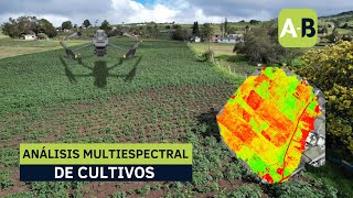 ANÁLISIS MULTIESPECTRAL DE CULTIVOS  DJI MAVIC 3 M [upl. by Ahsita677]