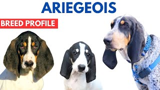 Ariégeois Breed Profile History  Price  Traits  Ariege Hound Grooming Needs  Lifespan [upl. by Atinnek]