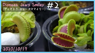 食虫植物栽培日記 Dionaea Jaws Smiley＃2《ハエトリソウ》 [upl. by Fleeta]