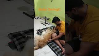 Dubby in playful mood playful Dubby youtubeshorts goldenretriever dubby dubbyforyou [upl. by Korella]