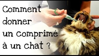 Comment donner un comprimé à son chat [upl. by Assilav633]