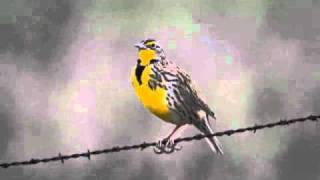 Western Meadowlark Singing [upl. by Ahsyak]